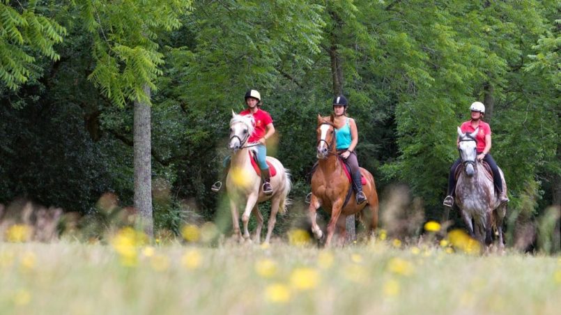 Why Equestrian Activities Are Gaining Popularity
