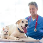 Pet owner shopping online for discounted pet and health products in California